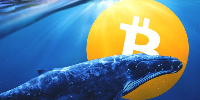 Whale memindahkan Bitcoin yang senilai $ 44 juta